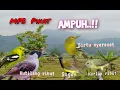 Download Lagu Suara Pikat Kutilang Ribut Kombinasi Sirtu Sogon Kolibri kelapa Dijamin Ampuh
