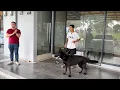 Lagu ANJING INI SANGAT AGRESIF KETIKA LIHAT ANJING LAIN ‼️ DATANG DARI KALIMANTAN 