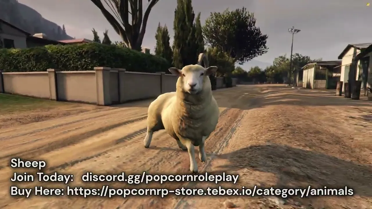 Sheep