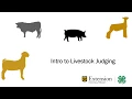 Livestock Judging Series Episode 1 - Intro to Livestock Judging