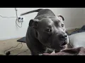 Pitbull Talking To Dad This Dog Has So Much To Say