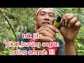 Download Lagu Cara Paling Ampuh Pikat Burung Sogon ( sogok ontong ) yang susah turun. Di jamin ampuh 100 ℅