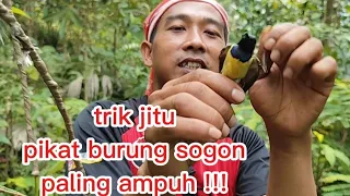 the most effective way to attract sogon birds sogok ontong that are difficult to get down guar 