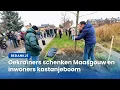 Lagu Oekraïners planten kastanjeboom in Maasbracht als dank voor opvang | VMLNieuws