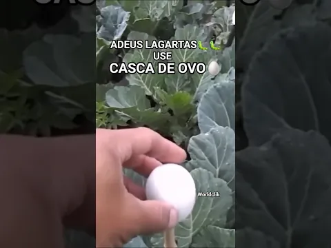Como Afastar as LAGARTAS da sua Horta usando a Casca de Ovo #shorts