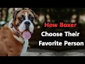 7 Signs You Are a Boxer Dog s Favorite Person A Day in the Life