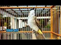Download Lagu TRUCUKAN GACOR TARUNG ROPEL PANJANG Pancingan trucukan Agar Bunyi Jadikan Burung Trucuk Gacor Nyaut