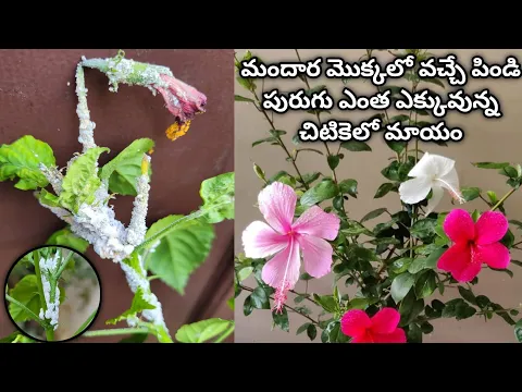 Download MP3 mealybug treatment on hibiscus plant | mealybug control | mealybug pesticide | hibiscus plant care
