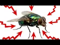 Download Lagu 11 Effective Home Remedies For Flies (GET RID OF THEM FAST!)