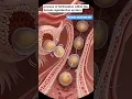 Download Lagu Process of fertilization within the female reproductive system.