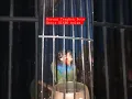 Download Lagu burung Tengkek Buto gacor #shorts #shortsvideo #short