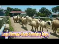 Download Lagu Lagu Dimana Anak Kambing Saya REMIX DJ Asik