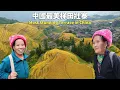 Download Lagu 赶上深秋的龙脊梯田，太幸运了！漫山遍野金黄梯田，壮美却人迹寥寥，古朴壮族村寨，前所未见的宁静秀美！🇨🇳龙脊梯田EP4