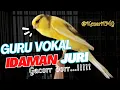 Lagu AWAS NYAUT ,MASTERAN KENARI GACOR | NGEREK PANJANG RESPON #kenari #kicaumania #canaryislands #canary