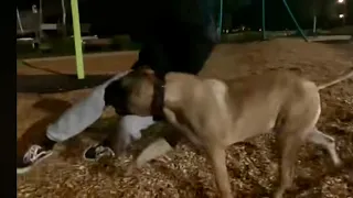 Big Boerboel having Fun in the Park 