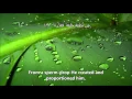 Download Lagu Surah Abasa ( سورة عبس - He Frowned ) Sheikh Mishary Rashid Alafasy
