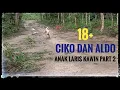 Lagu ANJING KAWIN 🐕 CIKO DAN ALDO