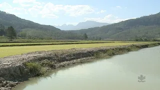 Cultivo de arroz: gestão e manejo da água