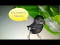 Download Lagu BURUNG DECU KETULARAN SUARA KUTILANG