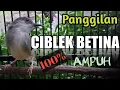 Lagu Panggilan ciblek betina ribut | 100% AMPUH