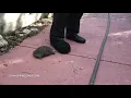 Angry Tortoise Headbutts Man