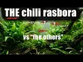 I FINALLY have them all Are chili rasboras REALLY better than the other little red guys