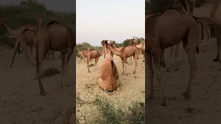 ف ي ج م اع ة م ن ال ج م ال ي ح د ث ت ز او ج م ز د و ج ب ي ن ك ل اث ن ي ن Farmanimals 