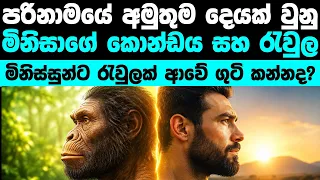 ඇයි කොන්ඩෙයි රැවුලෙයි අතනයි මයිල් ඉතුරුවුනේ | How humans got hair and beard 