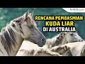 Download Lagu Rencana Pembasmian Kuda Liar di Australia yang Tuai Kritikan
