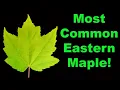 Red Maple Facts That Are Absolutely Wild