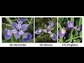 iris data set using machine learning part 2 logistic regression-KNN-SVM-XGBoost