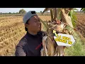 Download Lagu Mencengangkan !!! Delapan sarang kutilang ada di buah pisang 👍🏻👍🏻