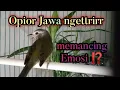 Download Lagu Burung pier si Opior Jawa ngettrirr menaikan volume Opior Jawa bahan  @poniran Kwok channel