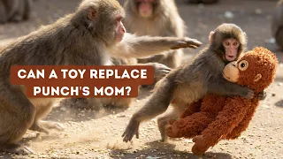 His Mother Rejected Him… Will Punch the Baby Monkey Ever Let Go of the Toy? 🐒💔
