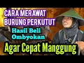 Lagu Tips Merawat Perkutut Hasil Baru Beli Dari Ombyokan,Supaya Cepat Manggung  @mangoendjoyochannel8053