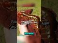 Download Lagu TOP 5 Humongous Bugs That Will Make Your Skin Crawl 🕷️💀