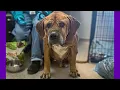 Starving Senior Dog Barely Able to Stand Needs Your Support