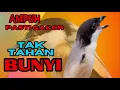 Lagu PASTI TAK TAHAN CENDET MENDENGARNYA❗ PANCINGAN CENDET AGAR RAJIN BUNYI❗❗