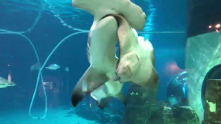 Hammerhead shark attacks sting ray at Adventure aquarium