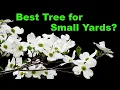 Is Flowering Dogwood the Best Tree for Your Yard