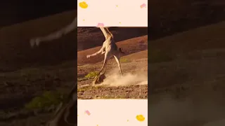 الزرافة تسحق اللبوة في هجوم خاطف 