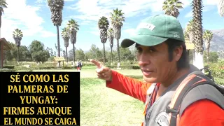 Solo cuatro palmeras pudieron resistir la furia del Huascarán