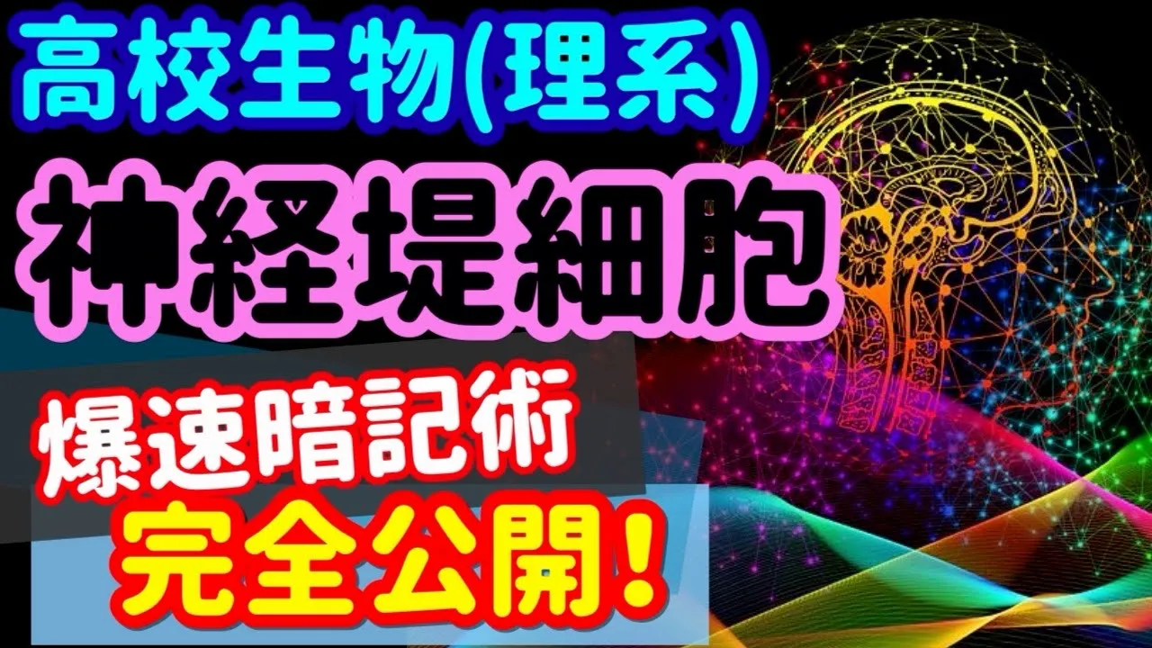 【高校生物 125】【神経堤と神経堤細胞】を宇宙一わかりやすく