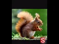 Download Lagu Suara Tupai