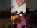 Lucky Dog Animal Rescue s Pete