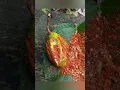 Download Lagu Spicy raw mango! Sour and spicy taste with chili powder #viral #fruit #recipe #mango #youtubeshorts