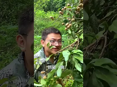 Finally, the longan is ripe! #funny #couple #homeinvention