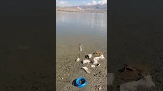 جرس منبه للصيد فكره جميله 