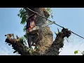 Download Lagu Complicated... Cut down difficult trees on the river embankment‼️