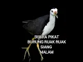 Download Lagu SUARA PIKAT BURUNG RUAK RUAK #ruakruak